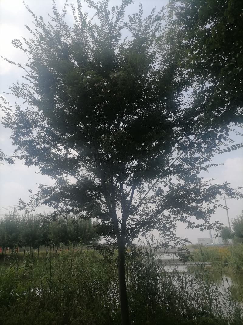榉树精品榉树苗一手货源可视频看货欢迎咨询