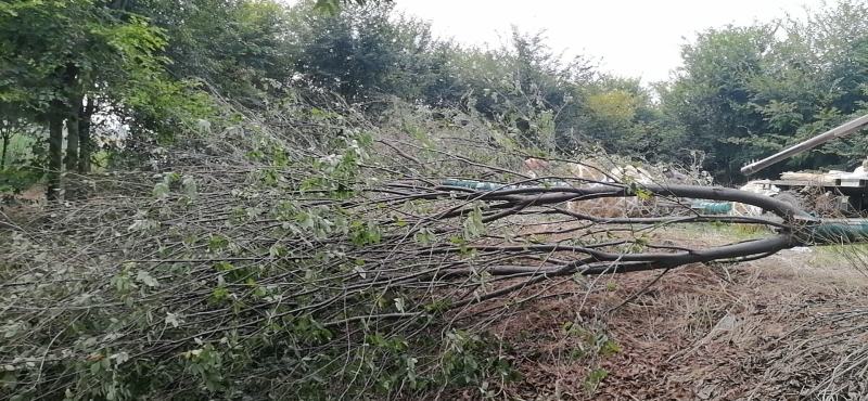 榉树精品榉树苗一手货源可视频看货欢迎咨询