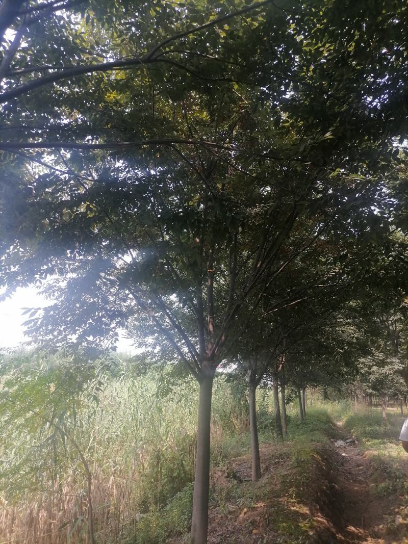 榉树精品榉树苗一手货源可视频看货欢迎咨询