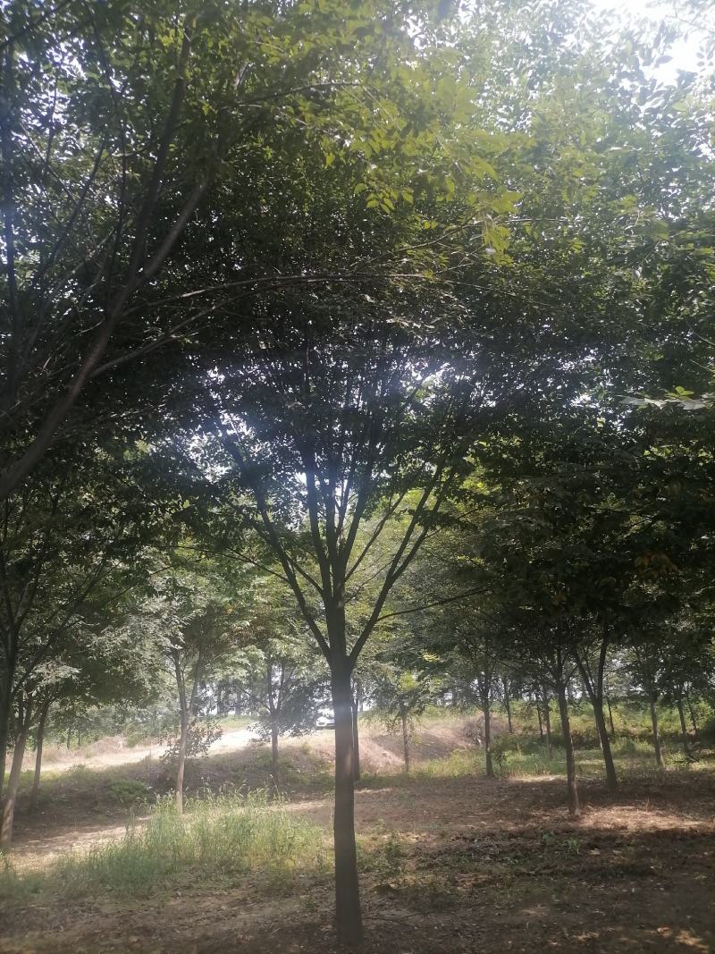榉树精品榉树苗一手货源可视频看货欢迎咨询