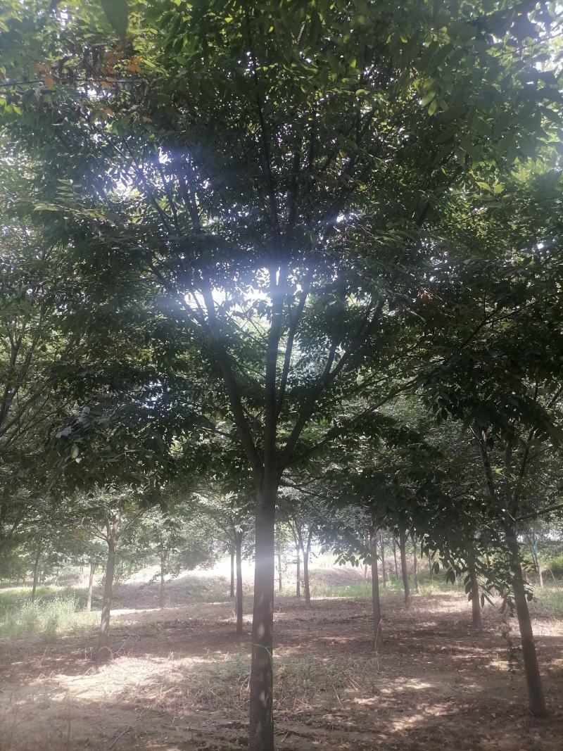 榉树精品榉树苗一手货源可视频看货欢迎咨询