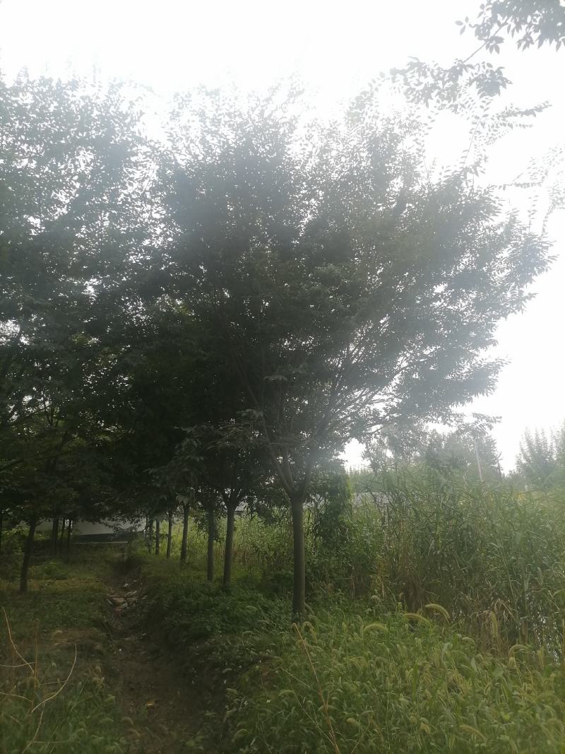 榉树精品榉树苗一手货源可视频看货欢迎咨询