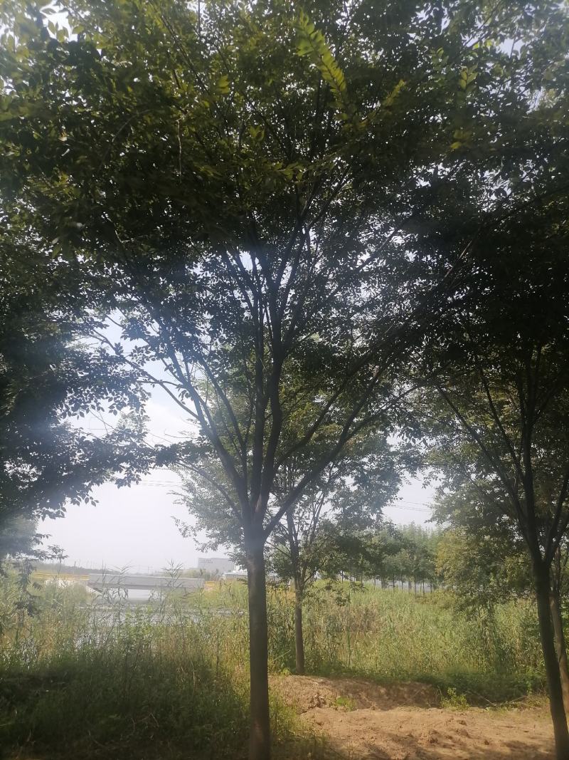 榉树精品榉树苗一手货源可视频看货欢迎咨询
