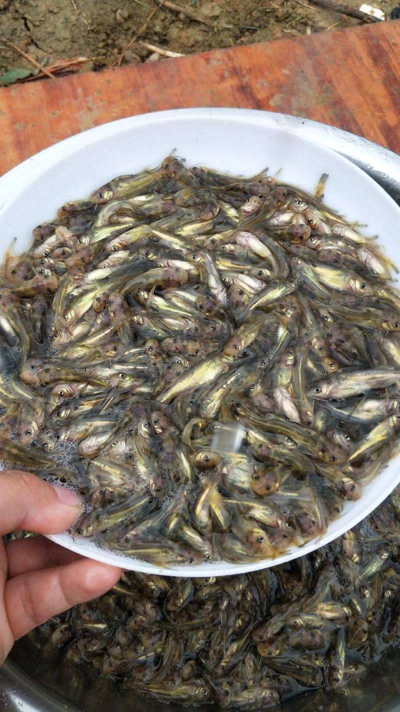 黄颡鱼苗黄骨鱼苗黄辣丁高密度养殖周期短