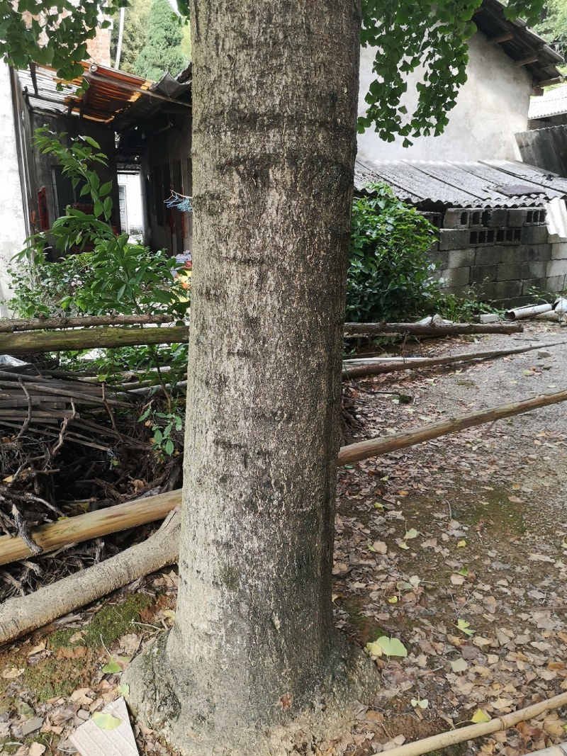 36公分自家园子的白果树银杏树