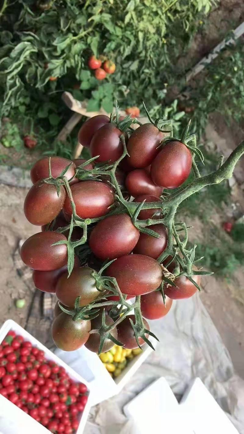圣女果苗小番茄苗多种颜色采摘园种蔬菜苗