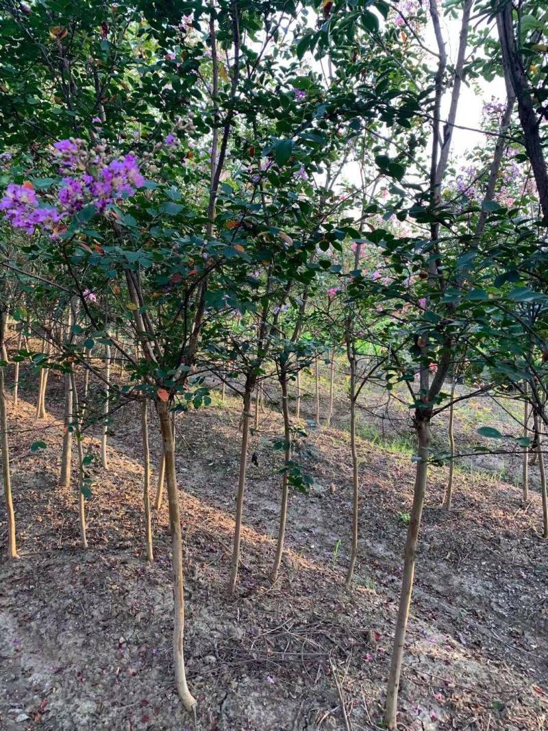 老紫薇紫薇树2~7公分杆直量大紫薇红