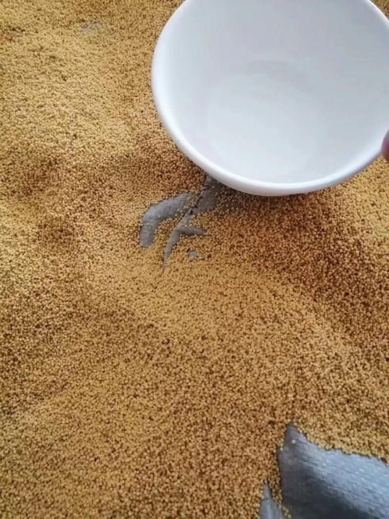 山东小米沂蒙小米高山农家种植米汤黏稠大量批发产地直销