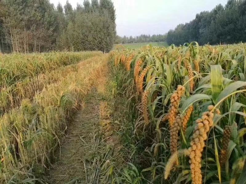 山东小米沂蒙小米高山农家种植米汤黏稠大量批发产地直销