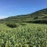 山东小米沂蒙小米高山农家种植米汤黏稠大量批发产地直销