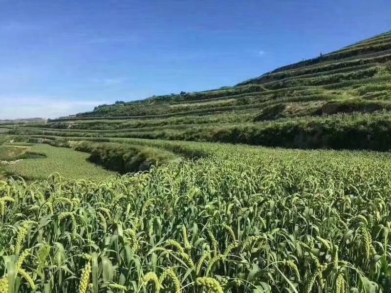 山东小米沂蒙小米高山农家种植米汤黏稠大量批发产地直销