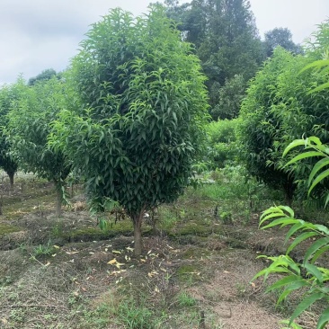 基地直销各规格精品照寿桃，龙柱碧桃，量大从优，欢迎选购