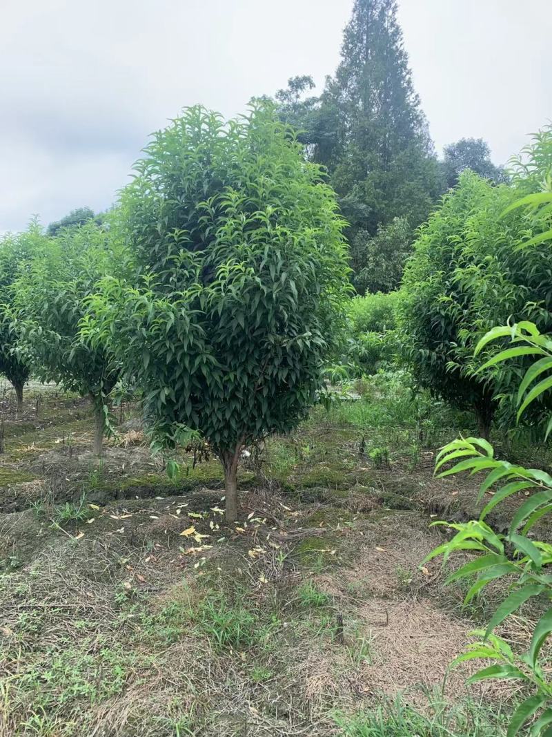 基地直销各规格精品照寿桃，龙柱碧桃，量大从优，欢迎选购