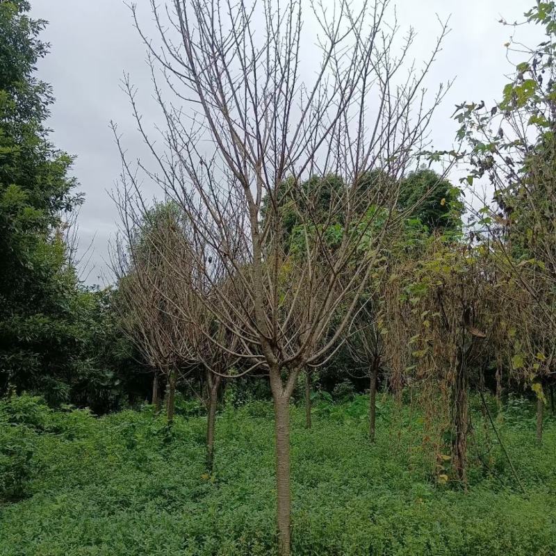 晚樱自家基地直销各规格齐全量大从优欢迎选购