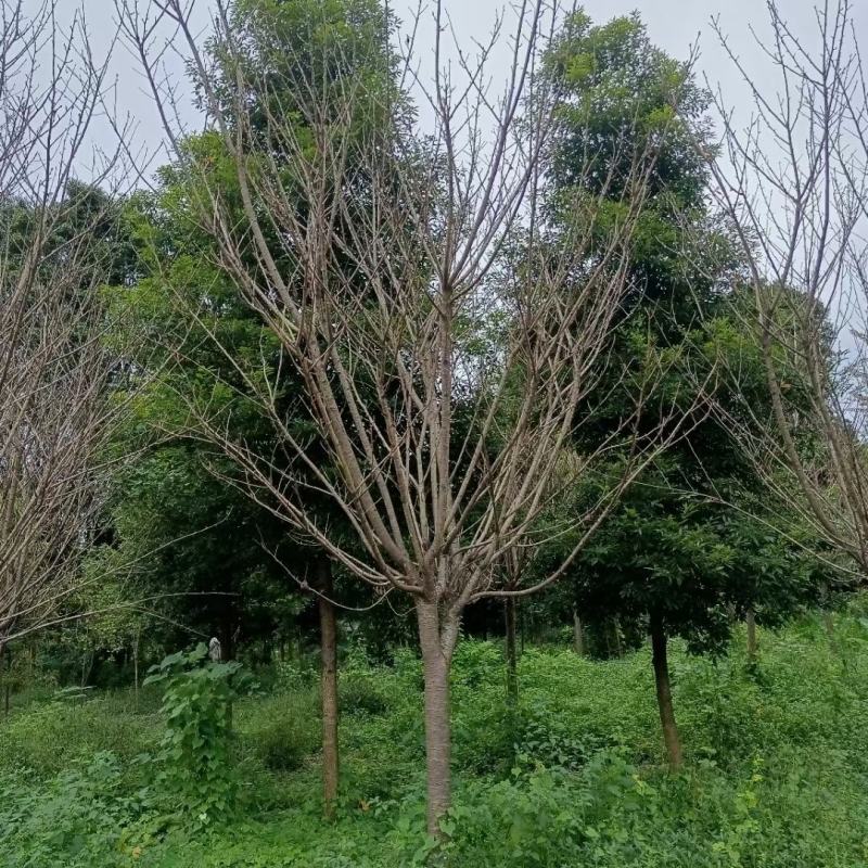 晚樱自家基地直销各规格齐全量大从优欢迎选购