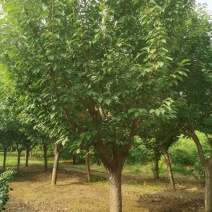 晚樱自家基地直销各规格齐全量大从优欢迎选购