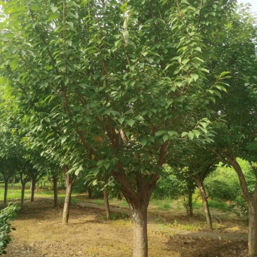 晚樱自家基地直销各规格齐全量大从优欢迎选购