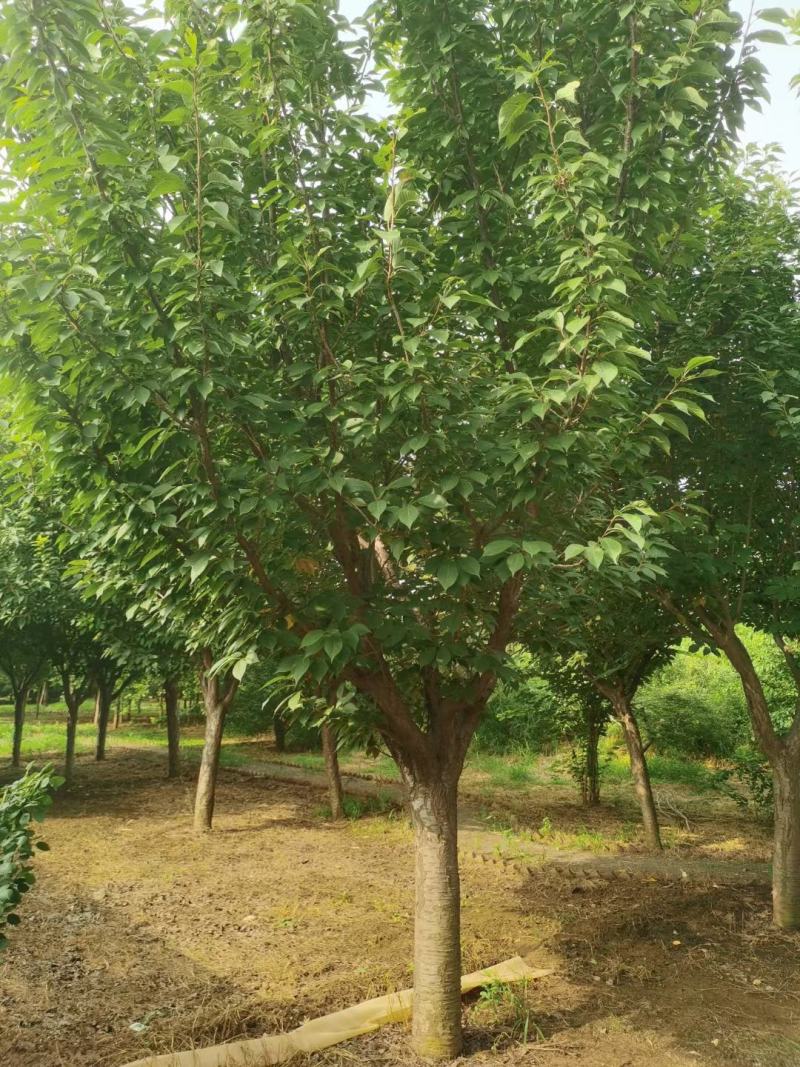 晚樱自家基地直销各规格齐全量大从优欢迎选购