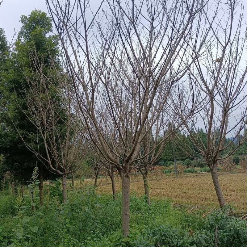 晚樱自家基地直销各规格齐全量大从优欢迎选购