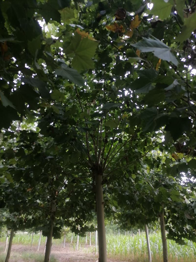 【法桐】法桐截杆，原生冠各种规格可视频看货保质保量