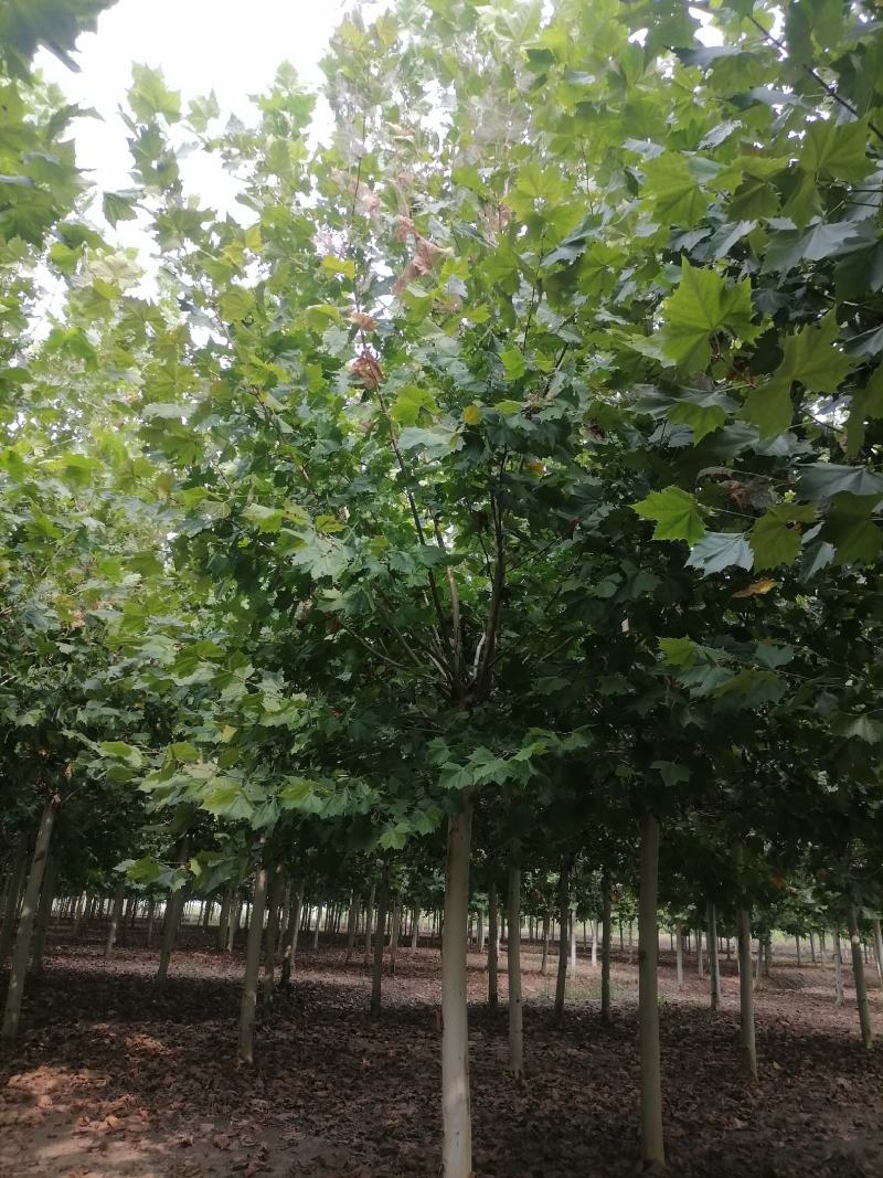 【法桐】法桐截杆，原生冠各种规格可视频看货保质保量