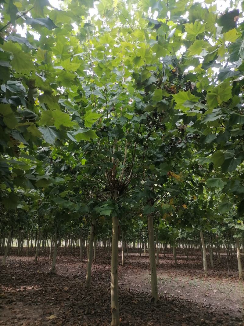 【法桐】法桐截杆，原生冠各种规格可视频看货保质保量