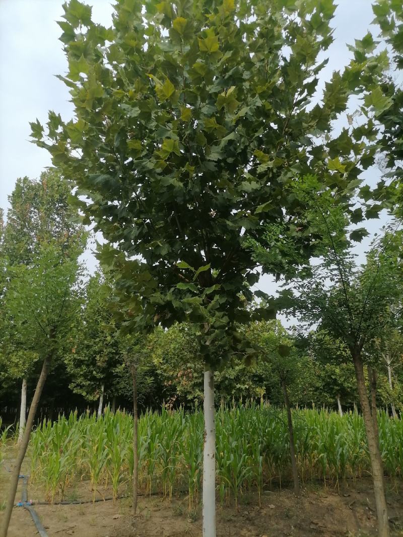 【法桐】法桐截杆，原生冠各种规格可视频看货保质保量