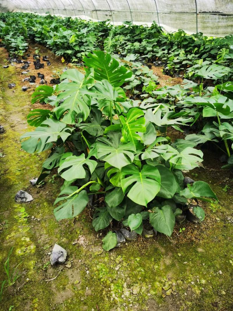 龟背竹自家基地直销各规格齐全量大从优欢迎选购