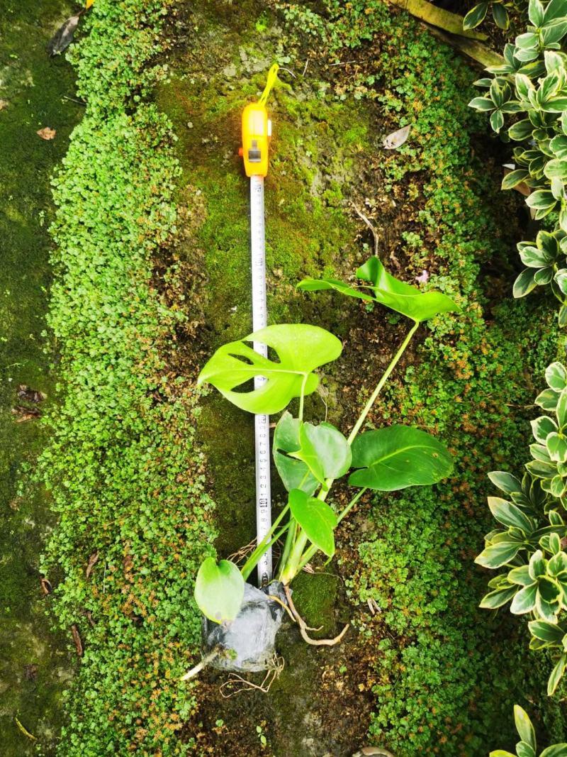 龟背竹自家基地直销各规格齐全量大从优欢迎选购