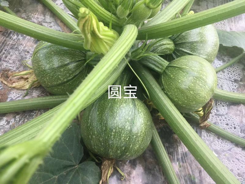 圆宝小菜瓜种子无蔓西葫芦种子圆形小瓜种南北方栽培不爬藤