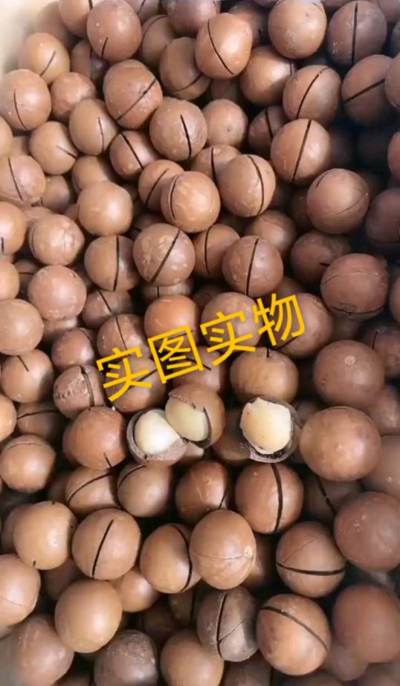 2023年厂家直销新货夏威夷果皮薄肉厚厂家直销，
