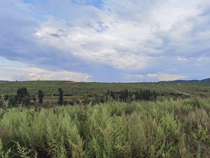 马龙苹果基地出租