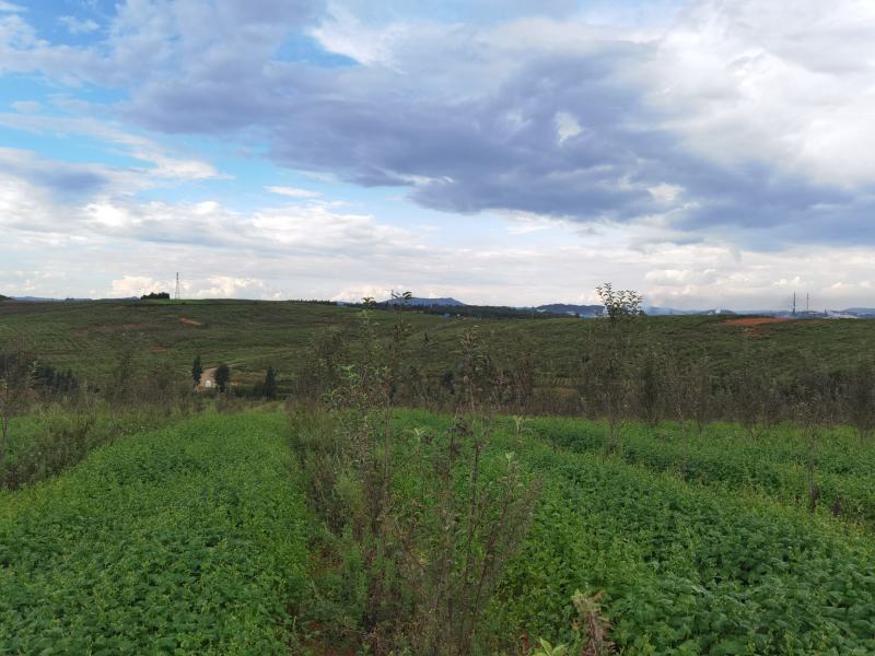 马龙苹果基地出租