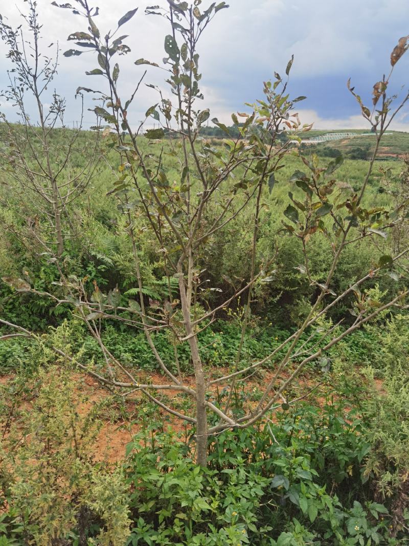 马龙苹果基地出租