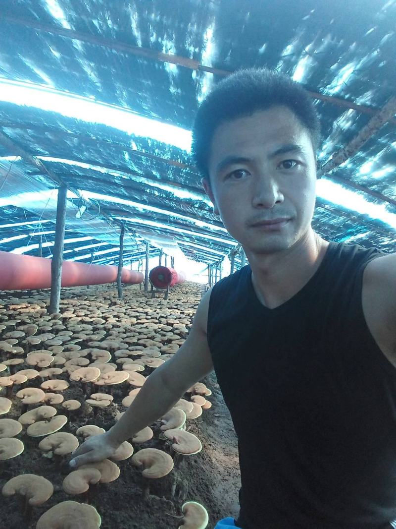 灵芝赤灵芝，长白山特产[一手货源]批发零售