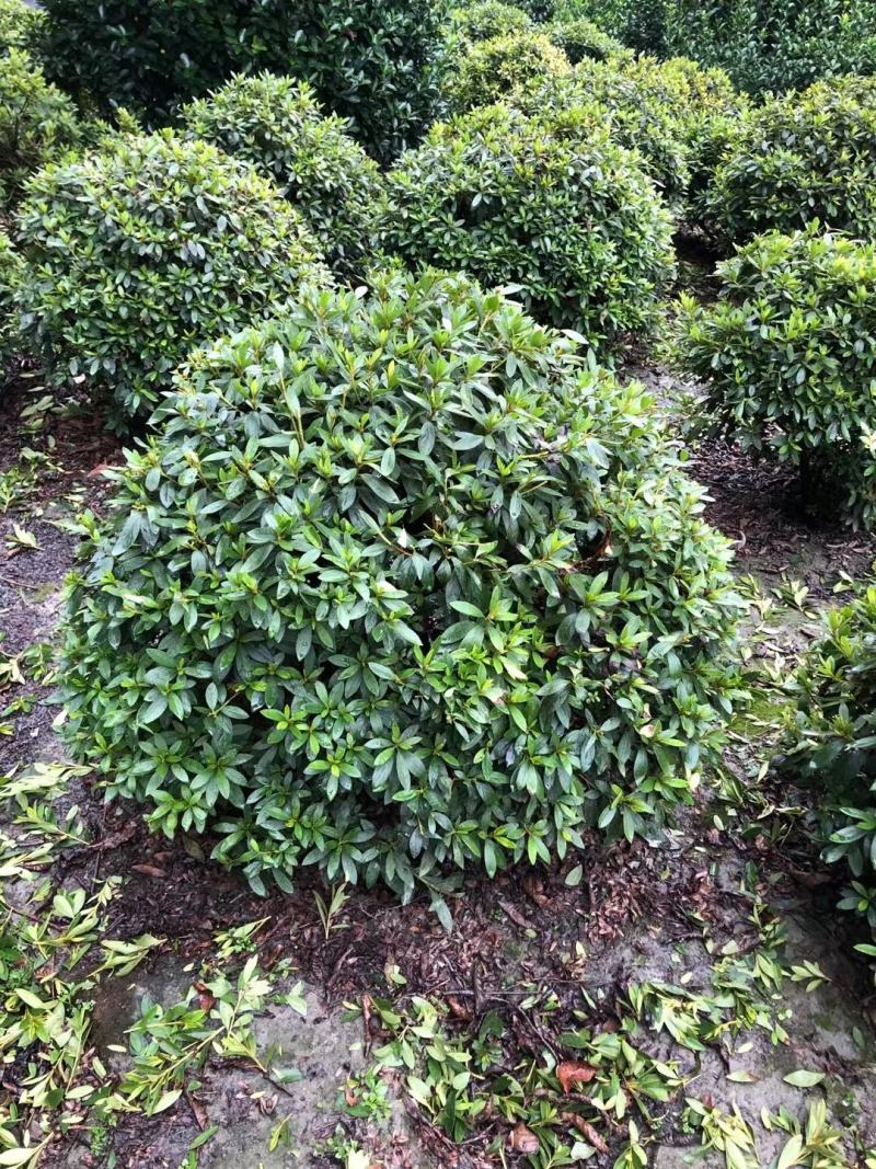 春娟球，自家基地，直销各规格齐全，量大从优，欢迎选购