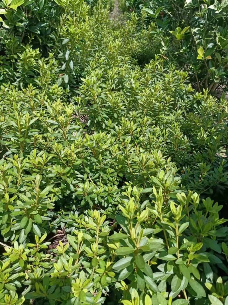 春娟球，自家基地，直销各规格齐全，量大从优，欢迎选购