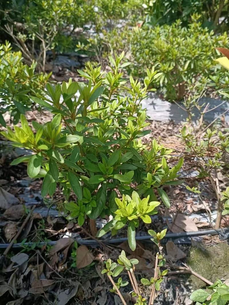 春娟球，自家基地，直销各规格齐全，量大从优，欢迎选购