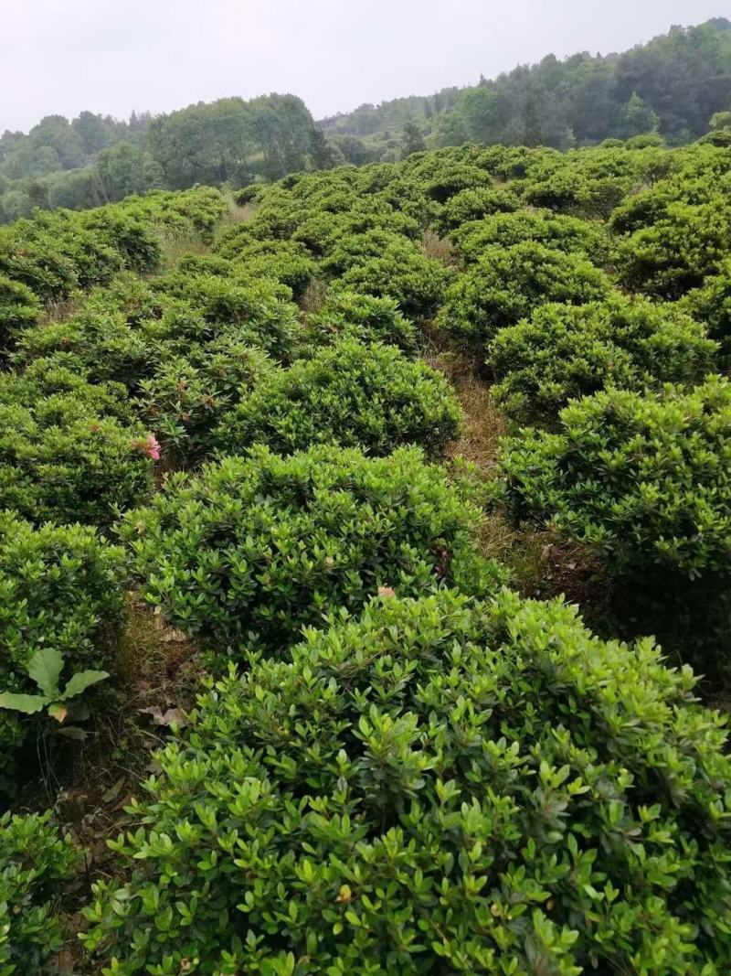 春娟球，自家基地，直销各规格齐全，量大从优，欢迎选购