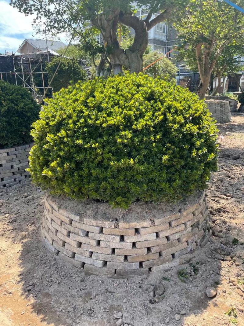 春娟球，自家基地，直销各规格齐全，量大从优，欢迎选购