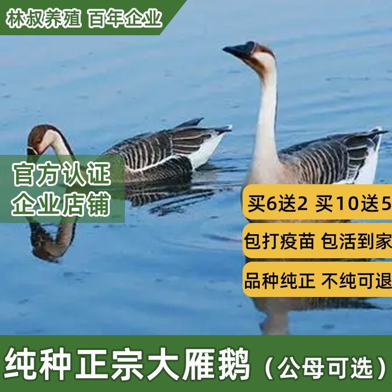 雁鹅苗包防疫包运输包成活率货到满意后再付款诚信信誉第一