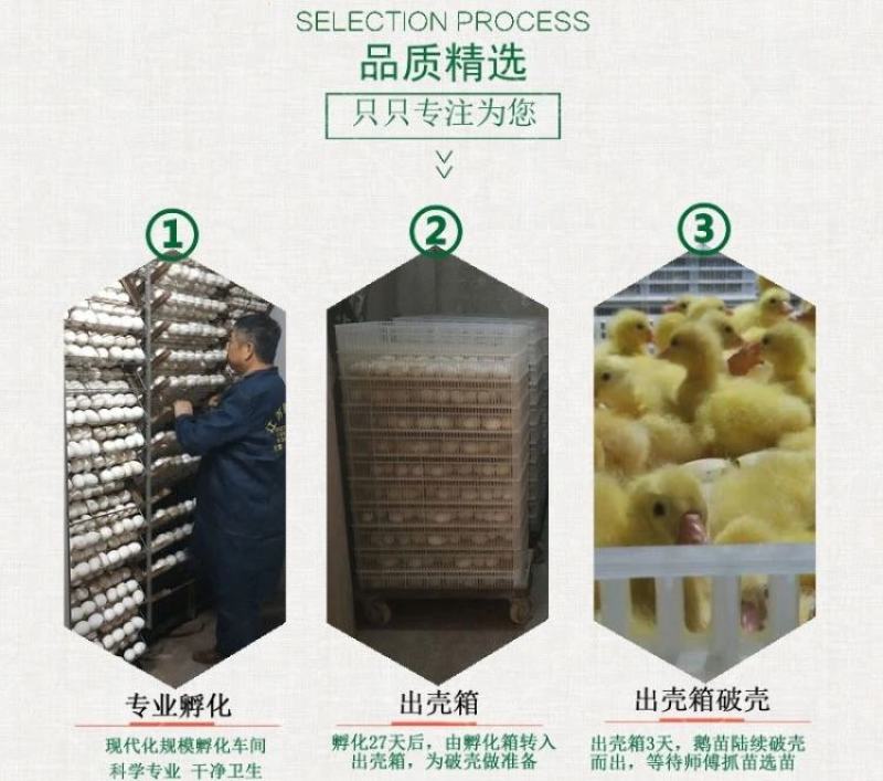 大种白狮头鹅苗包防疫包运输包成活率货到满意后再付款