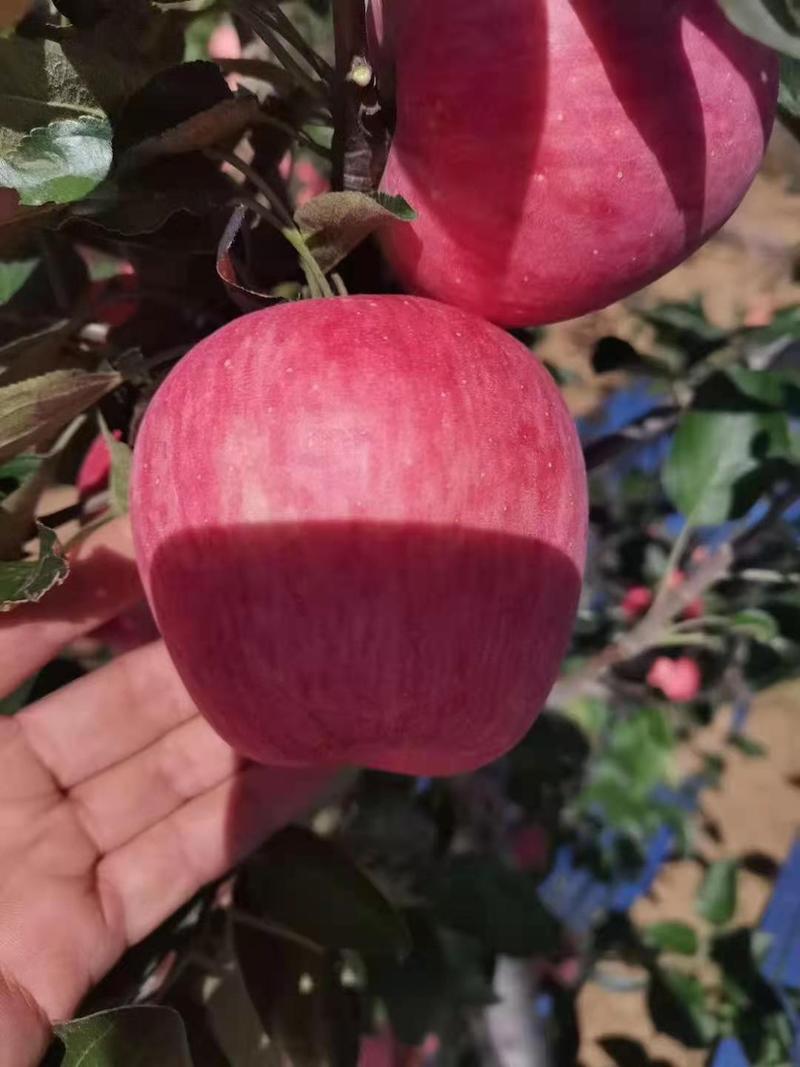 响富苹果苗基地现挖现卖不用套袋果面全红色苹果品种