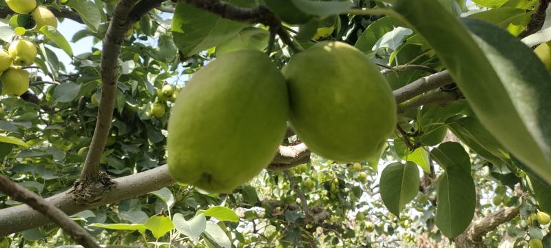 新疆阿克苏香梨大量上市中