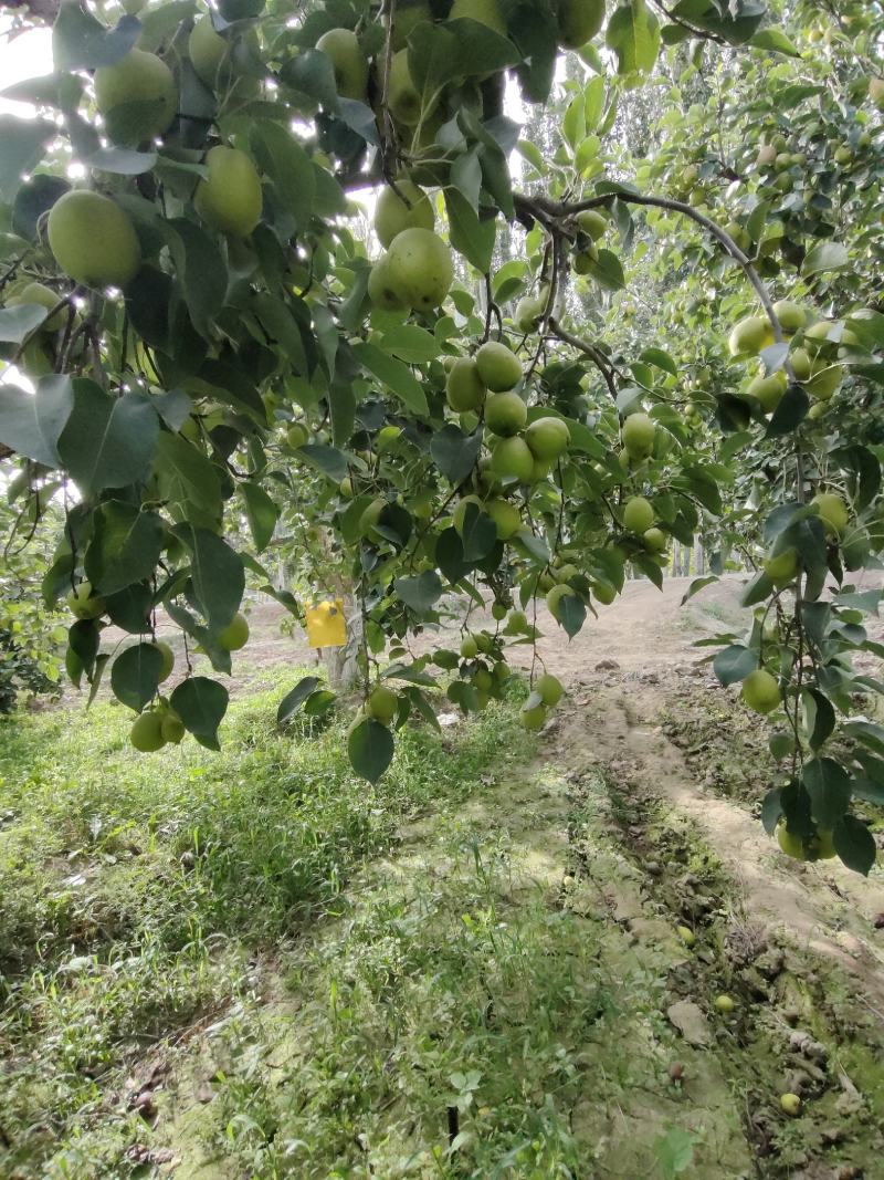 新疆阿克苏香梨大量上市中