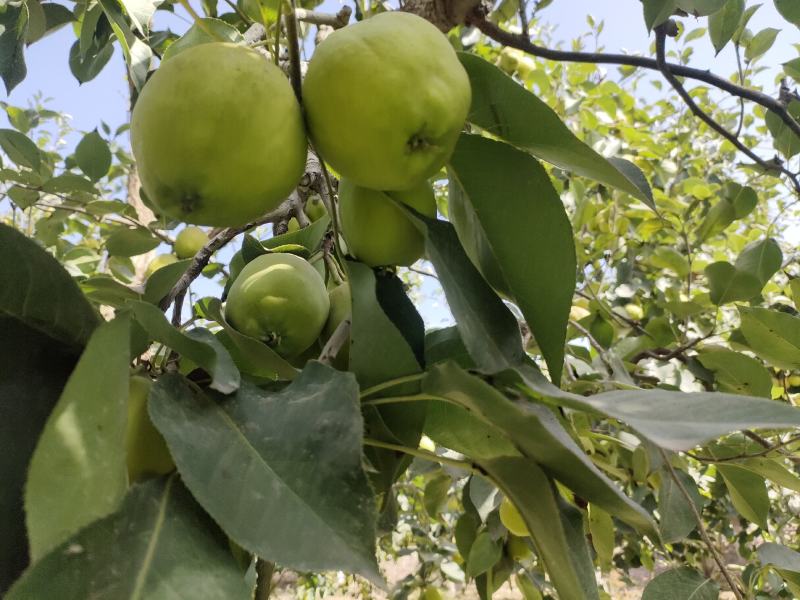 新疆阿克苏香梨大量上市中