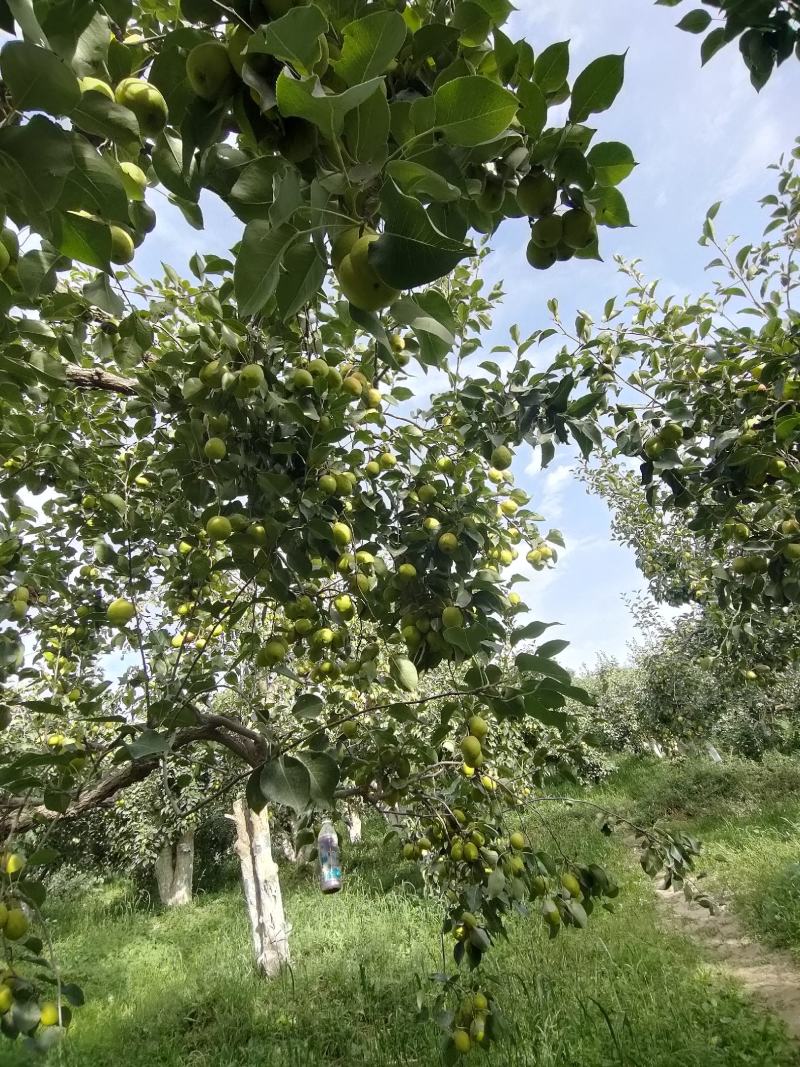 新疆阿克苏香梨大量上市中