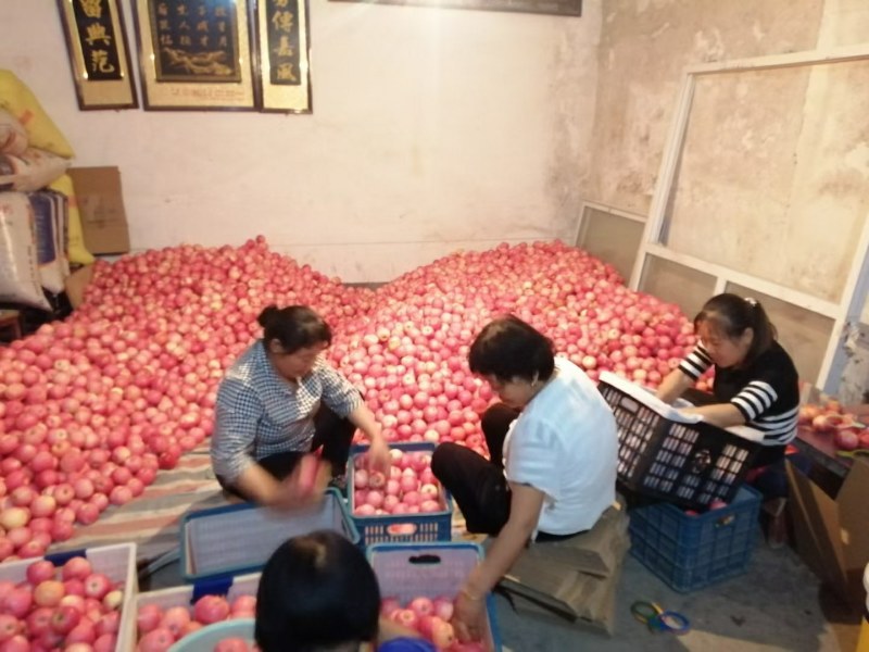 高原晚熟红富士苹果，黄土高坡特产，口感好，色泽艳丽