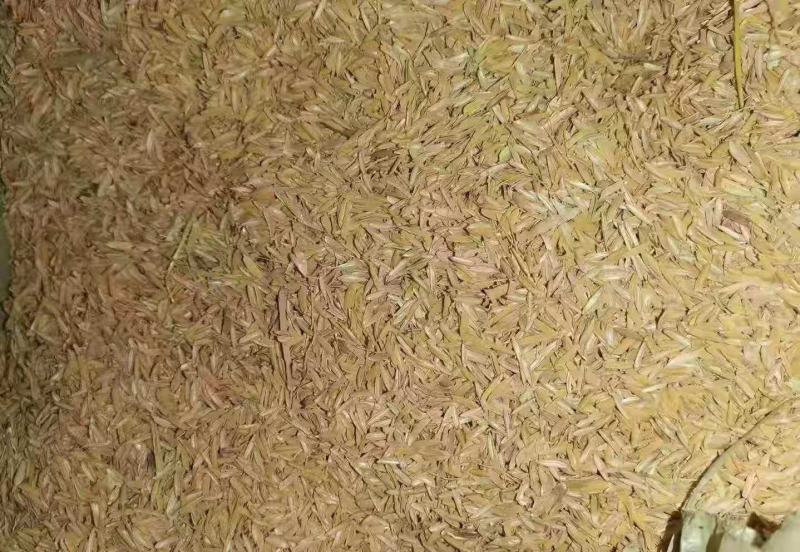 稻壳，云南，压缩稻壳，打包散壳，养殖垫圈，种植