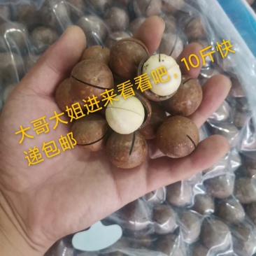 2023年厂家直销新货夏威夷果皮薄肉厚厂家直销，